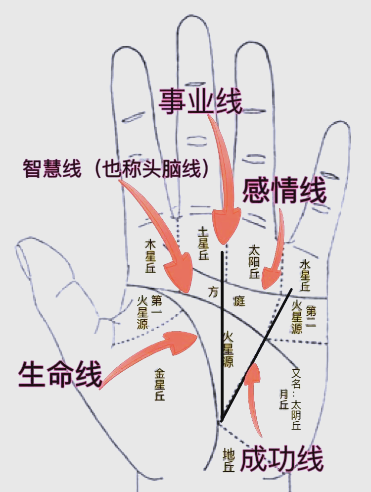 生命线手相解析:资深命理师传授,小白也能轻松掌握的技巧
