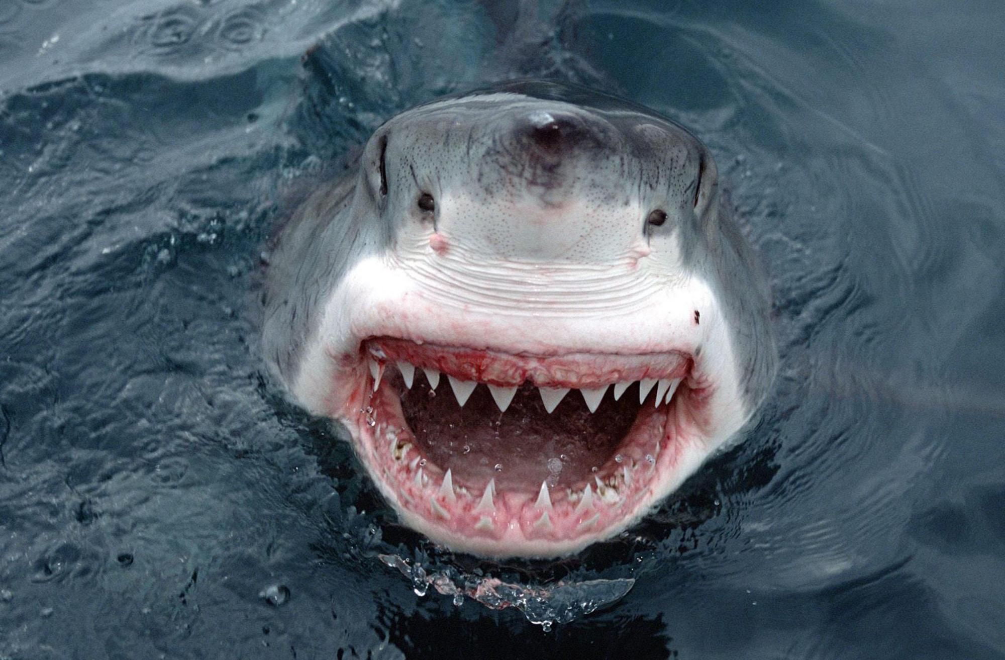 大白鲨咬合力图片