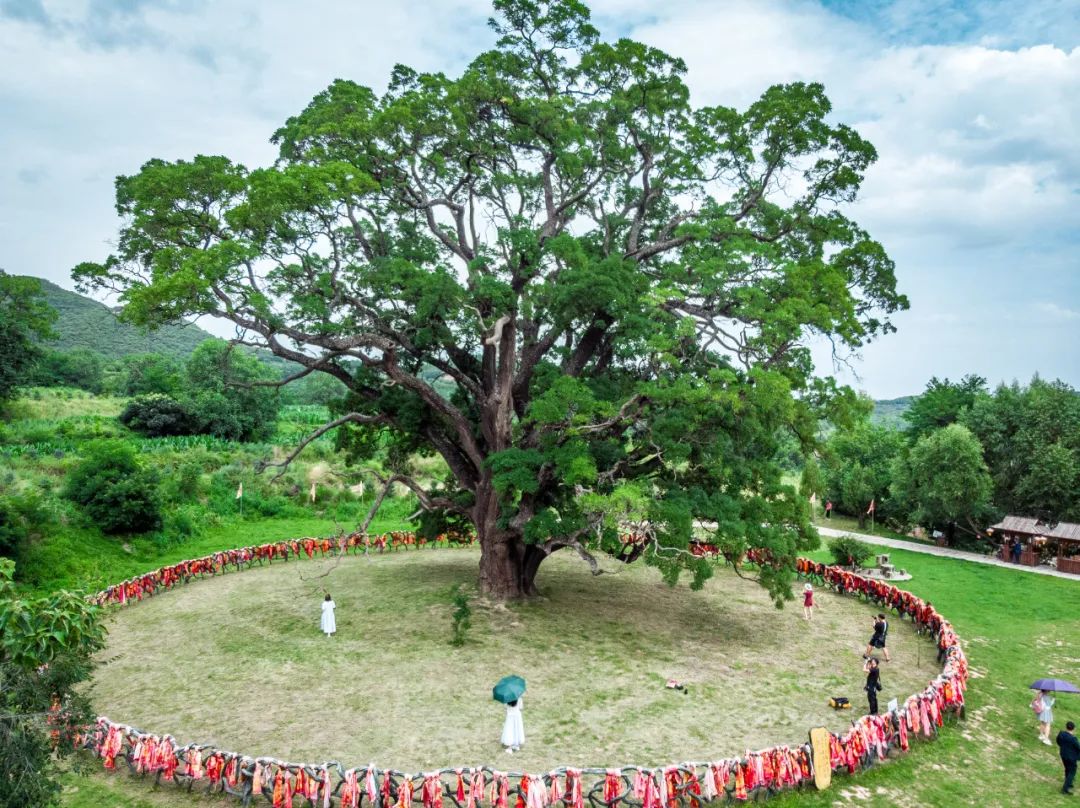 崇信"华夏古槐王":关山翠舞 槐荫天下