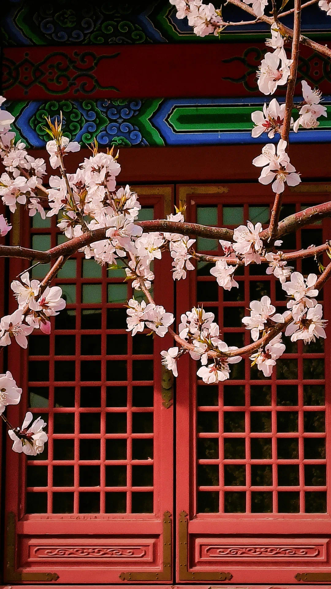 现场直拍荣国府的西府海棠开了