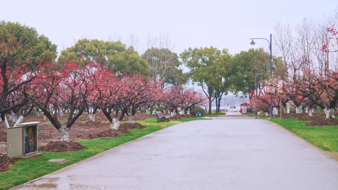 上海梅花最多的公园图片