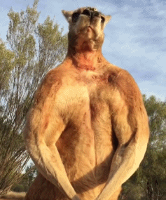 千万不要试图跟一只袋鼠打架!