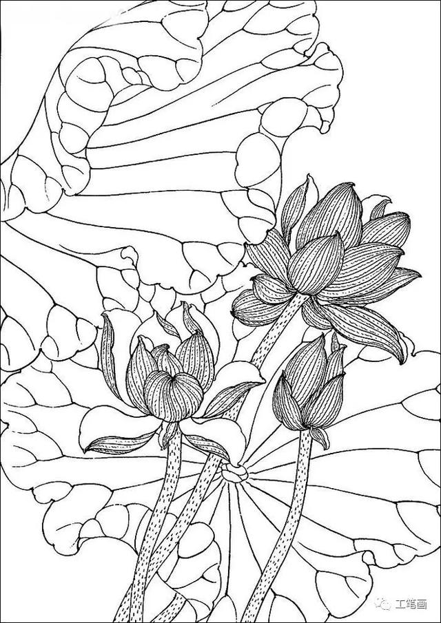 工笔线描素材(山水,花鸟)很实用哦