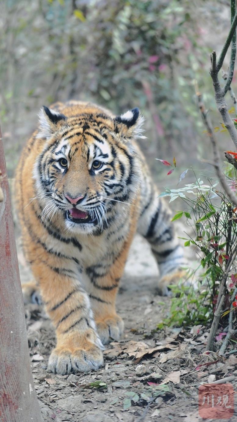 川虎生福 农历虎年将至成都动物园一睹"虎威"