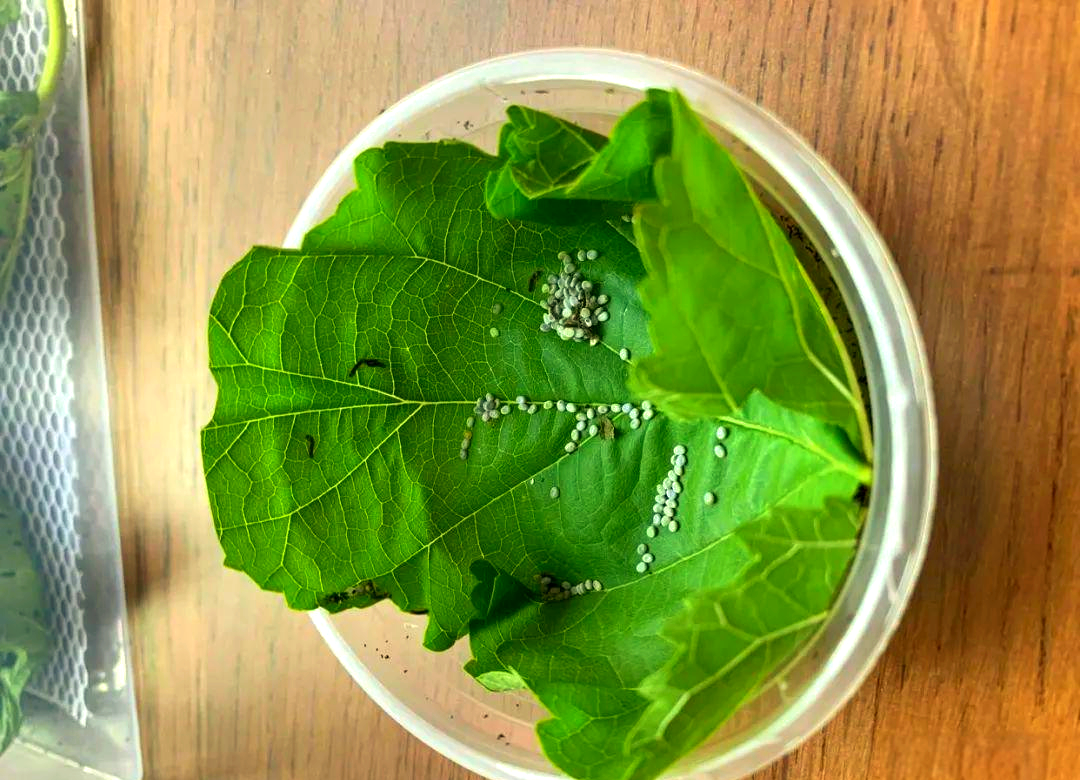 蚕卵孵化的关键条件与注意事项有哪些?