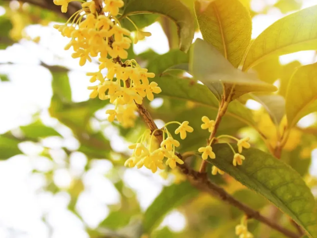 合肥市花是什么花啊