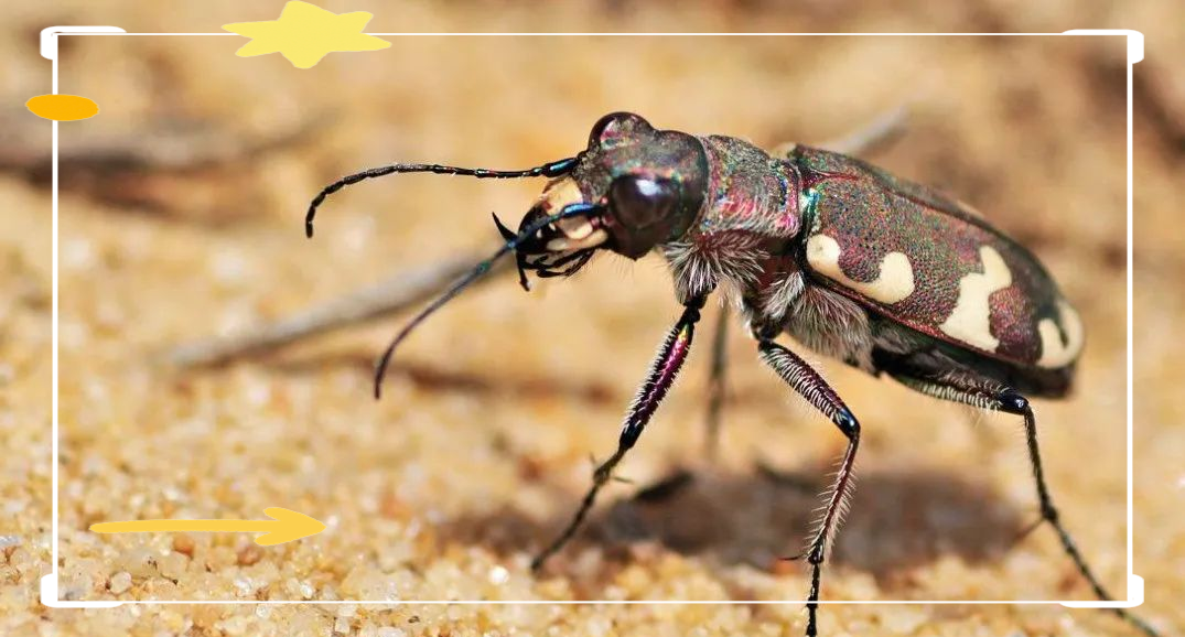 虎甲虫:速度惊人的昆虫,奔跑时却会失明
