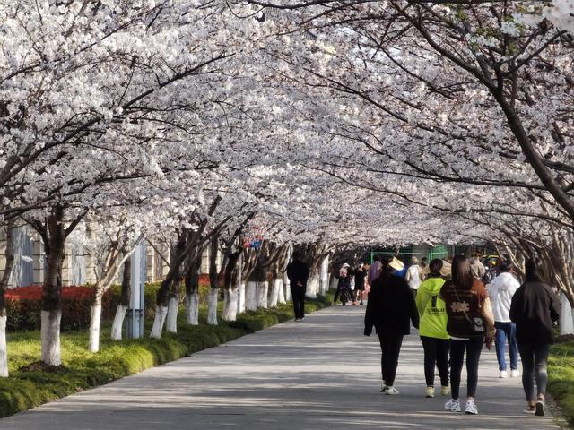 高东樱花园南部早樱盛放,路遇机车摄影,文末有彩蛋