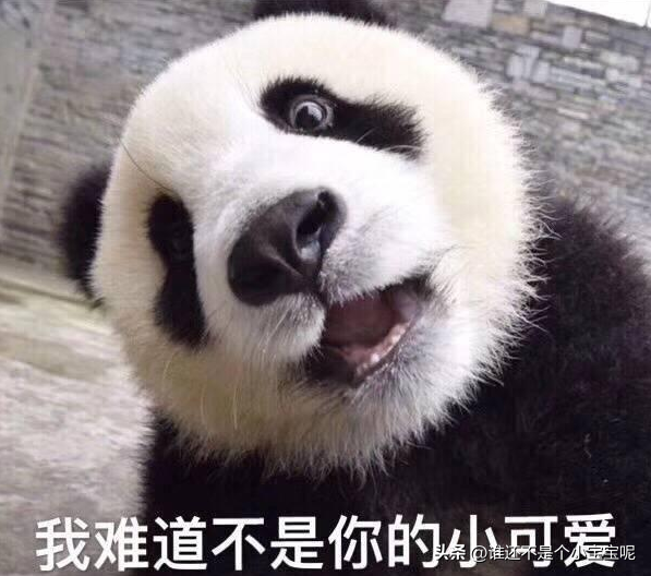 每天认识一只大熊猫——奇果,长相甜美,和妈妈一起卖惨走红网络