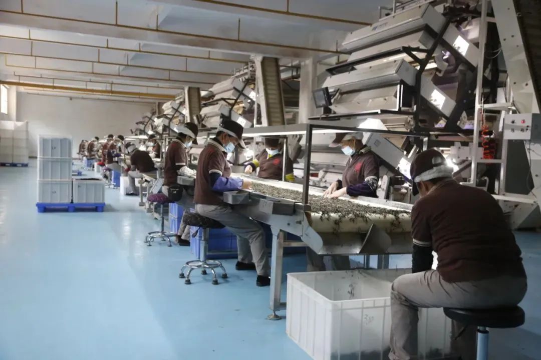 【西双版纳工会】振兴普洱茶产业 助力乡村振兴——记"全国工人先锋号