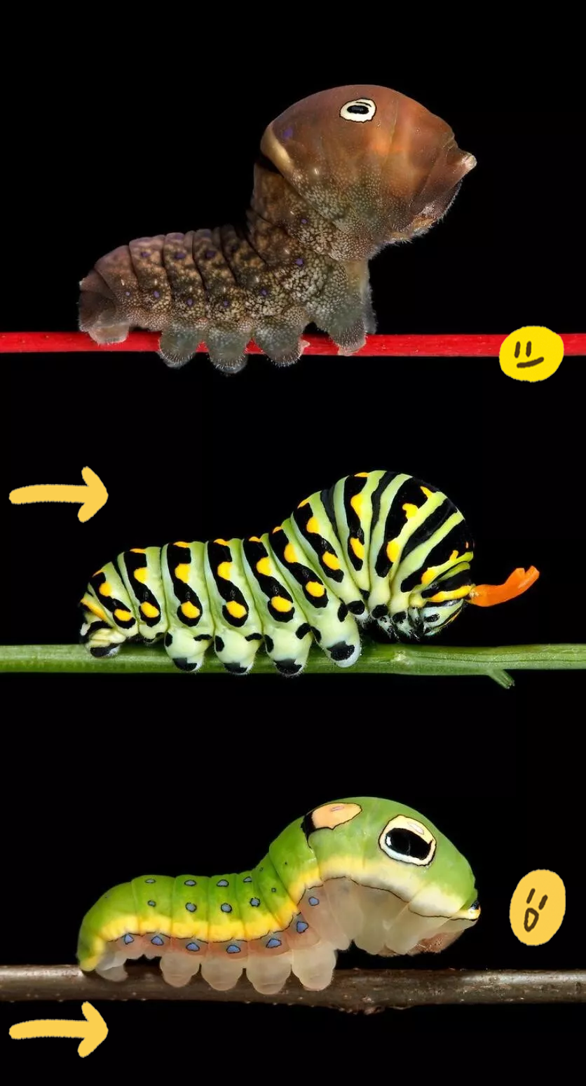 毛毛虫的足部探秘:众多小脚丫的放大之旅
