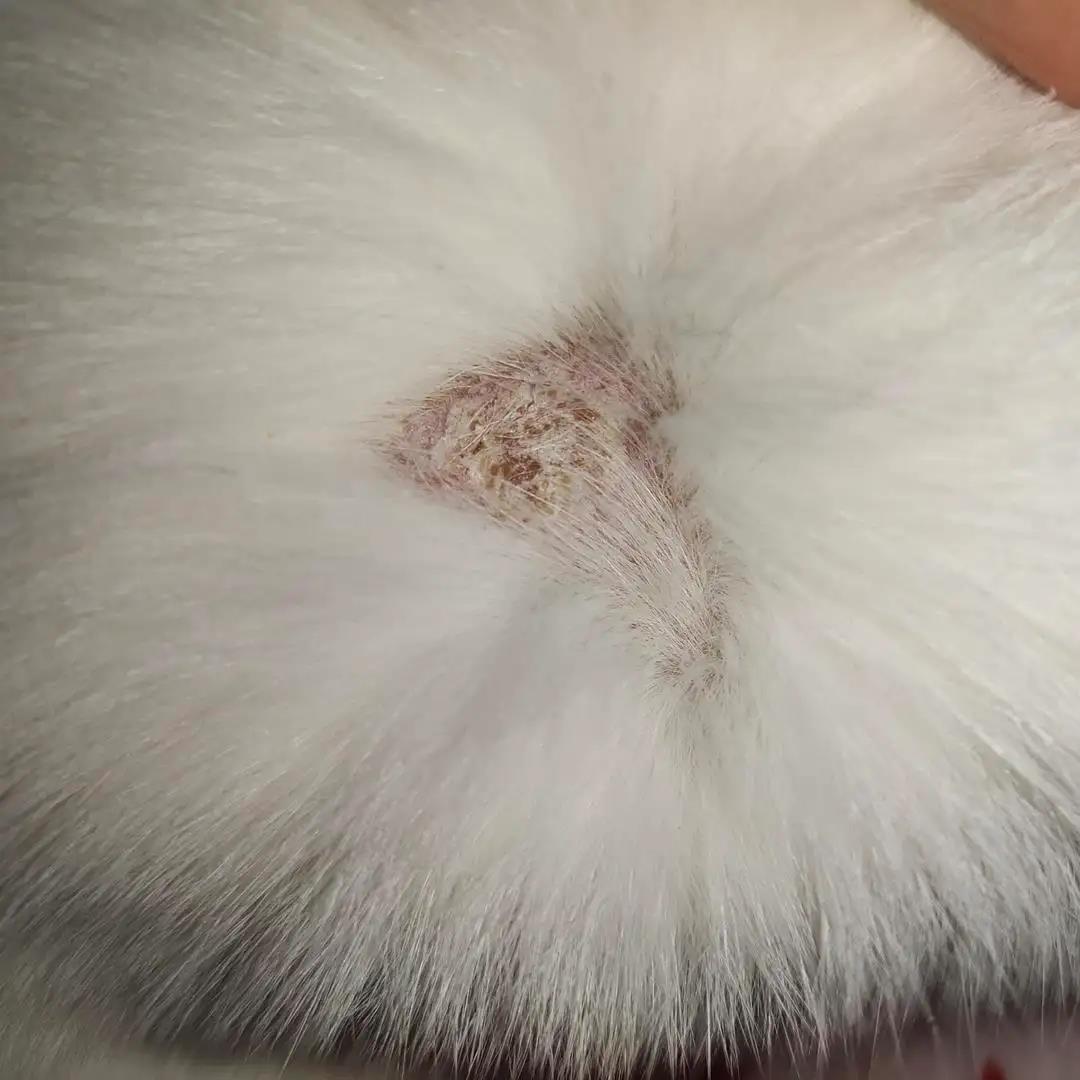 猫癣症状 baijiahao.baidu.com