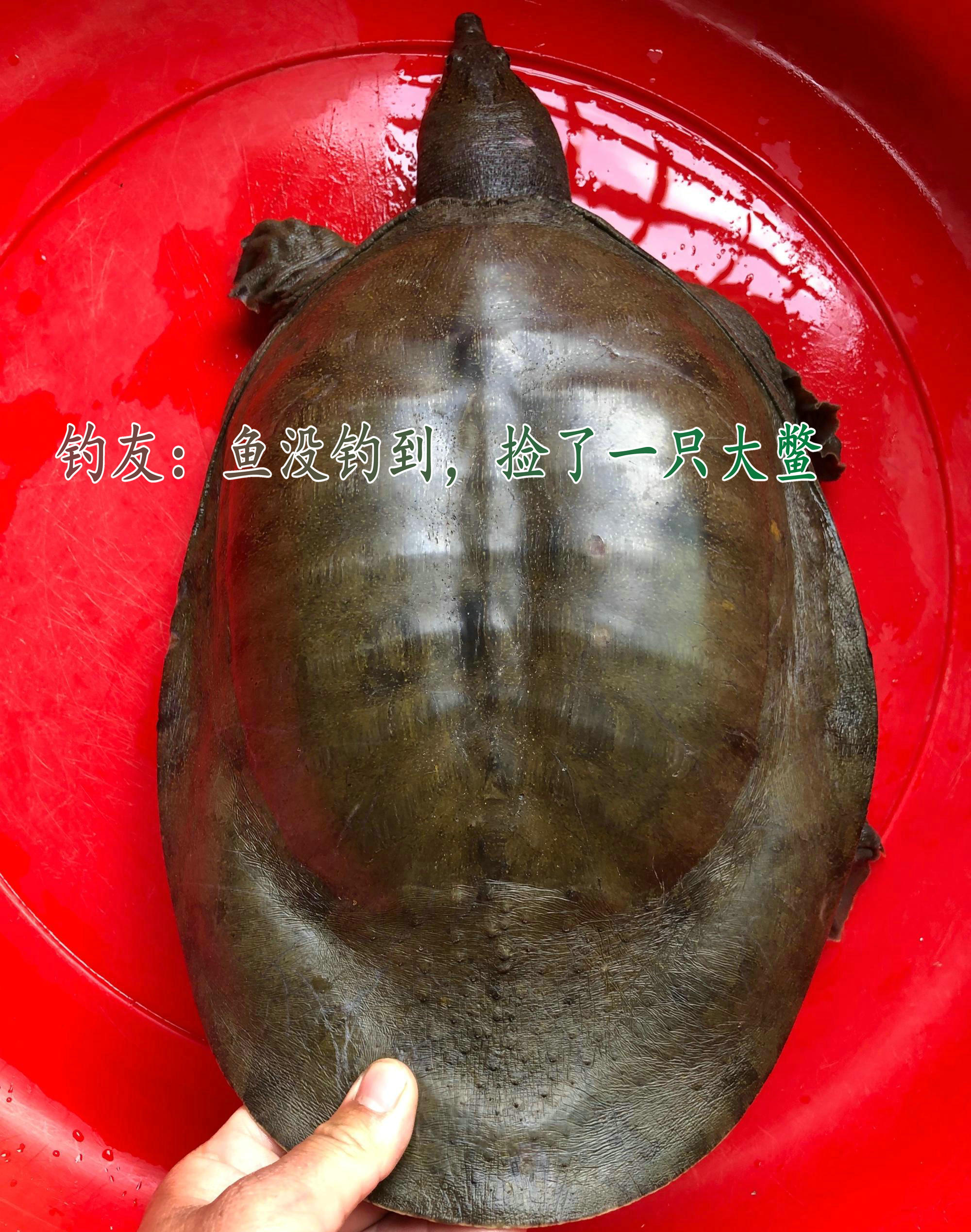 广东钓友半夜逮了只十多斤"老鳖",鱼贩:260卖不卖?