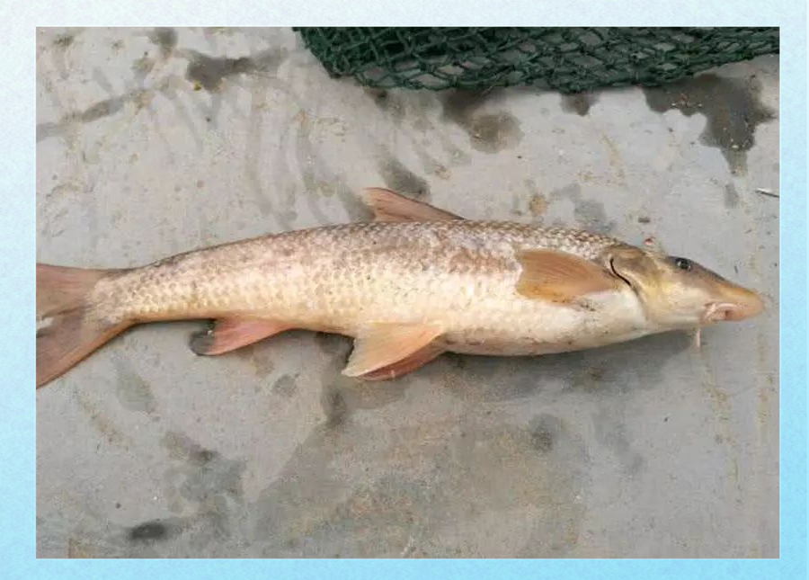这种黄河中的稀有鱼种,被称为"鸽子鱼",曾是朝廷贡品