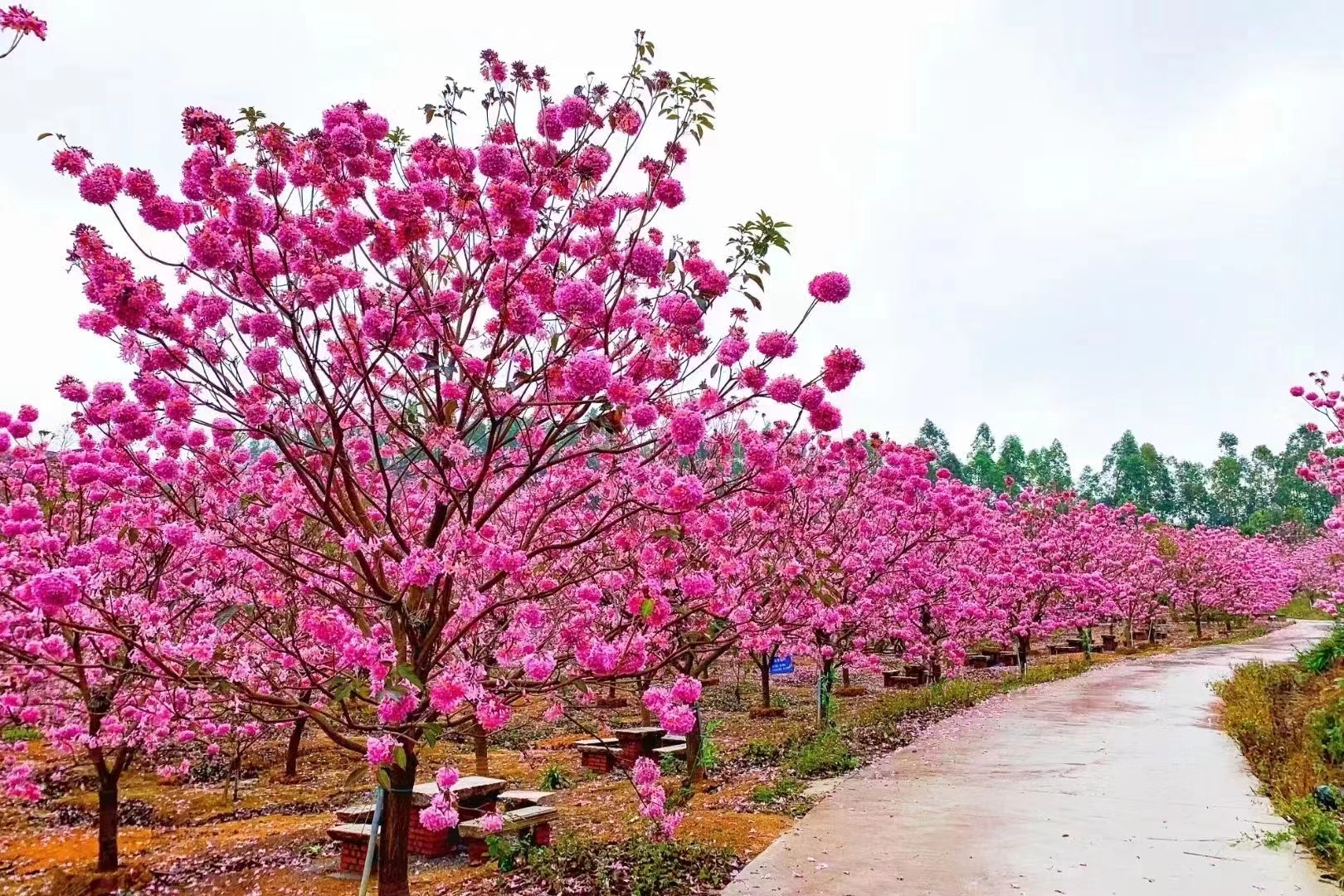 米径3-4-5-6-7-8公分紫花风铃木价格实惠供应商