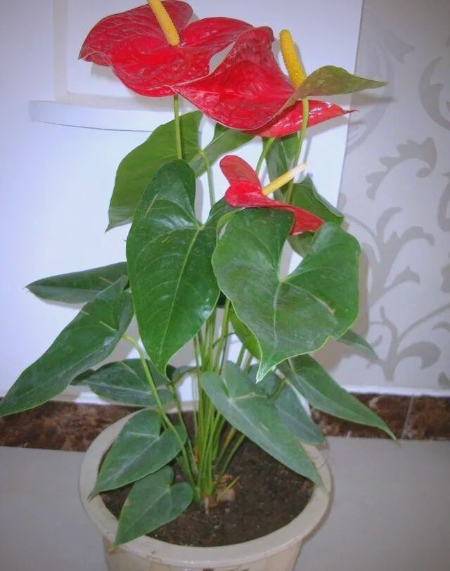 家养植物指南:十大吉祥花卉提升家居氛围