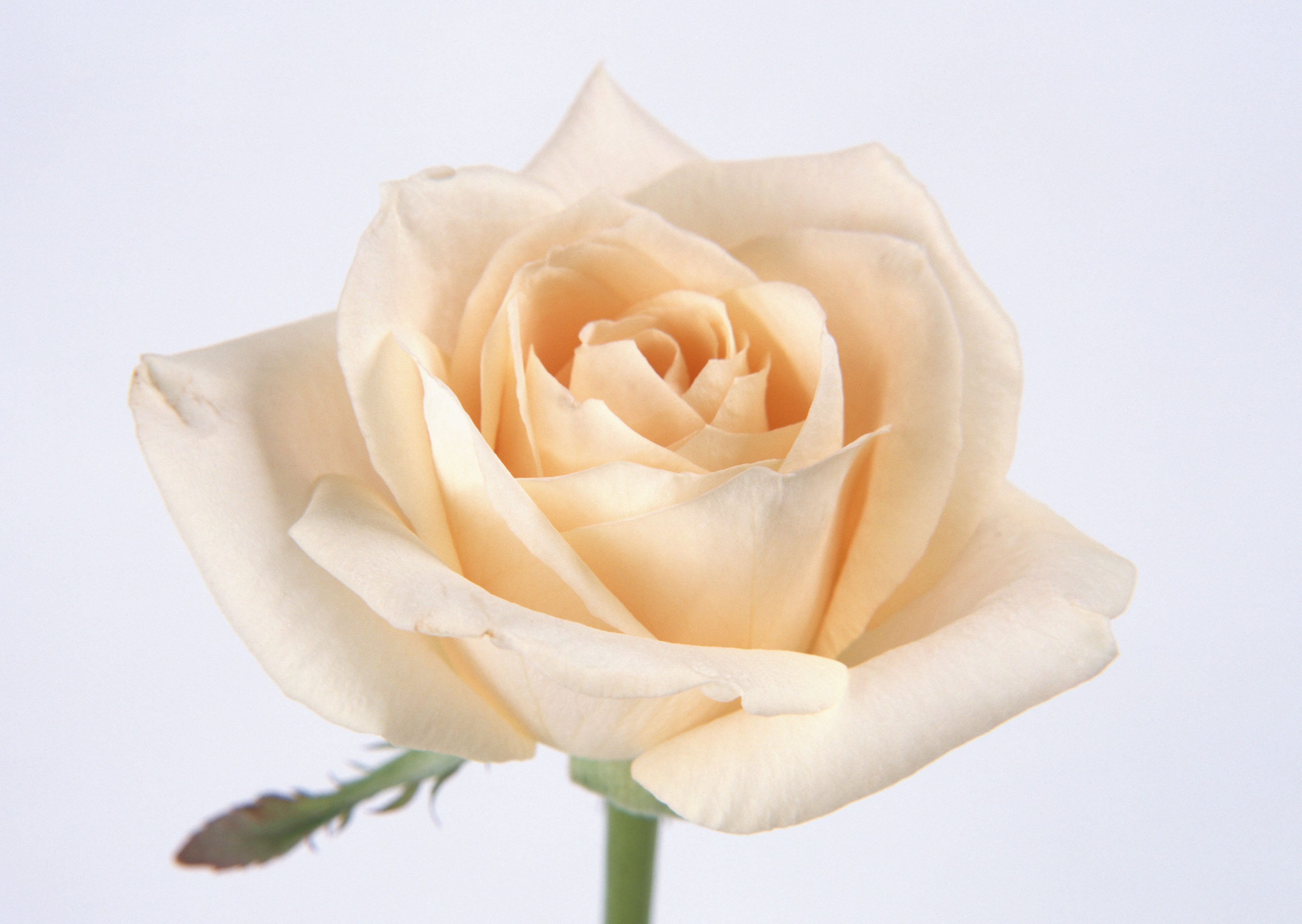 心理测试:凭直觉选你喜欢的一束花,测未来三个月你能否时来运转