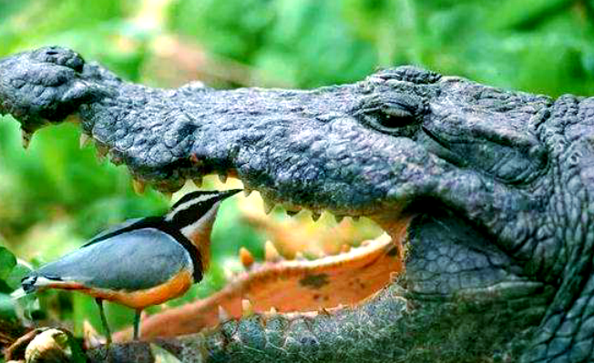 鳄鱼与牙签鸟的共生奥秘,自然界的生存智慧
