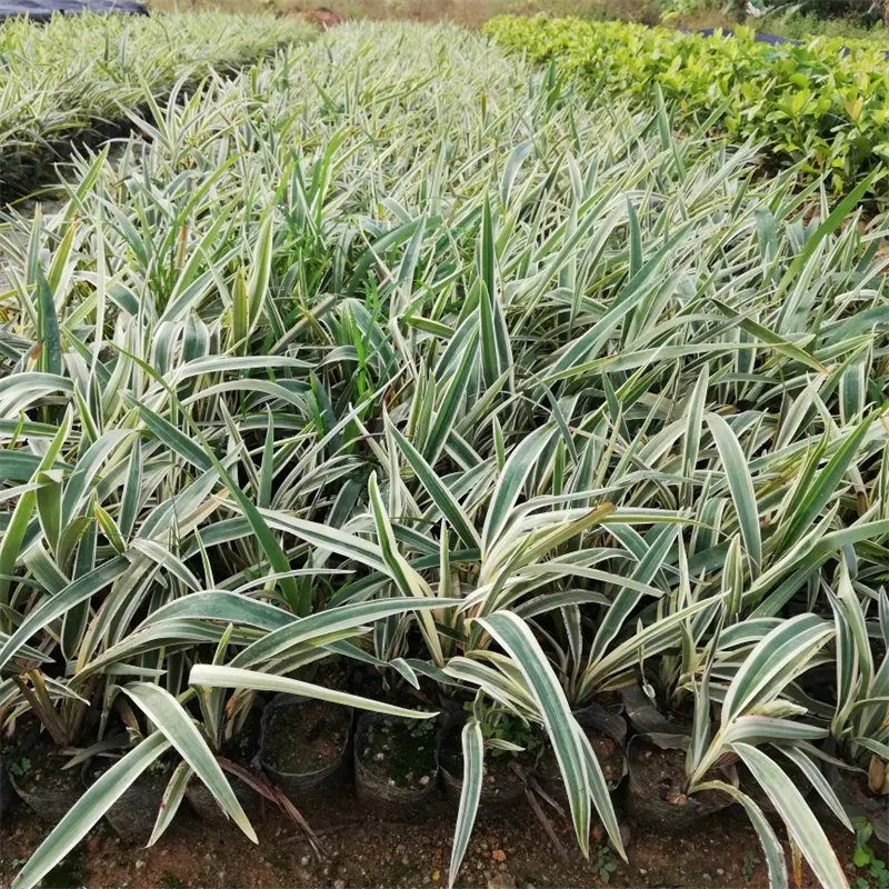 花叶三管兰能水养吗