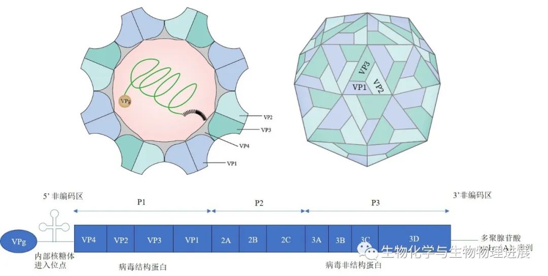 【前沿科普】柯萨奇病毒:隐藏在日常中的威胁