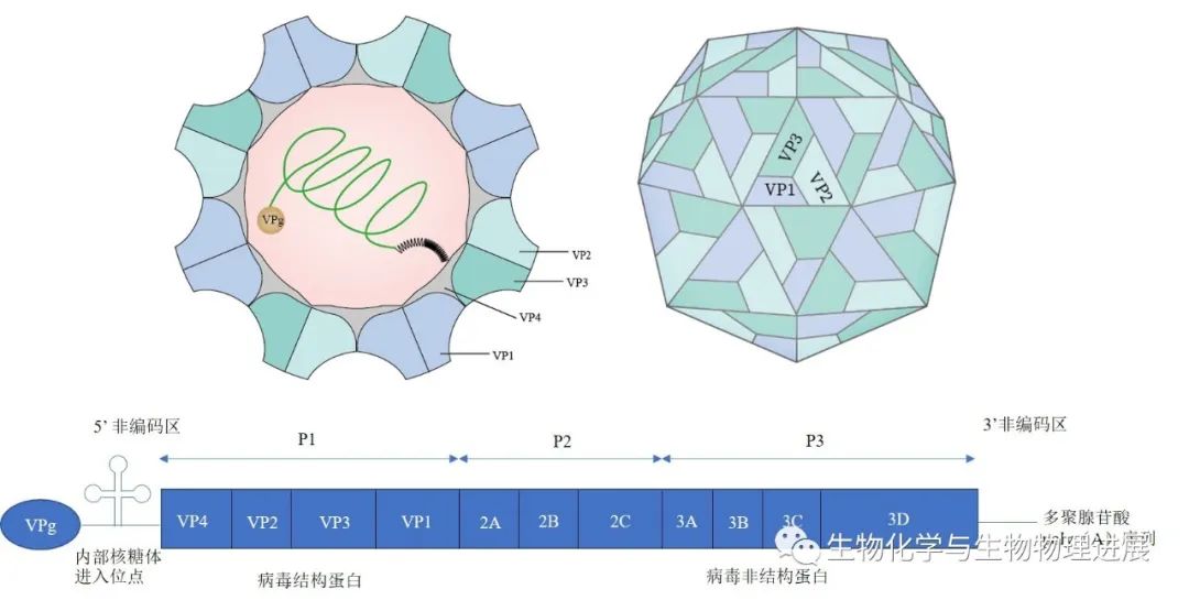 柯萨奇病毒结构图图片