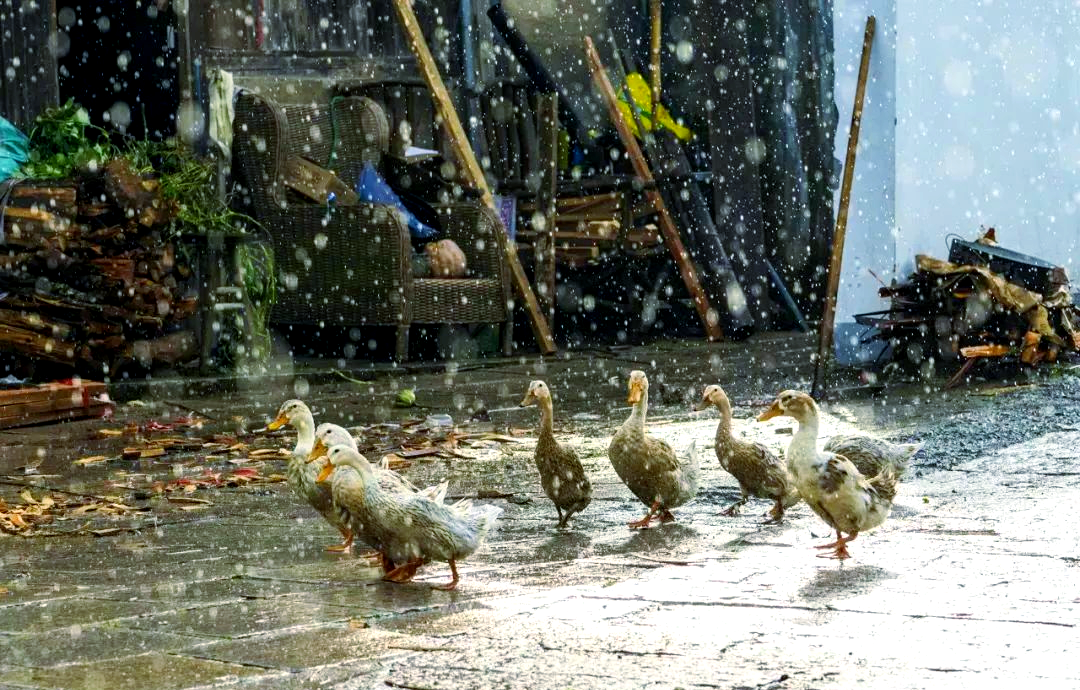 雨中鸭子的生存智慧与生活策略