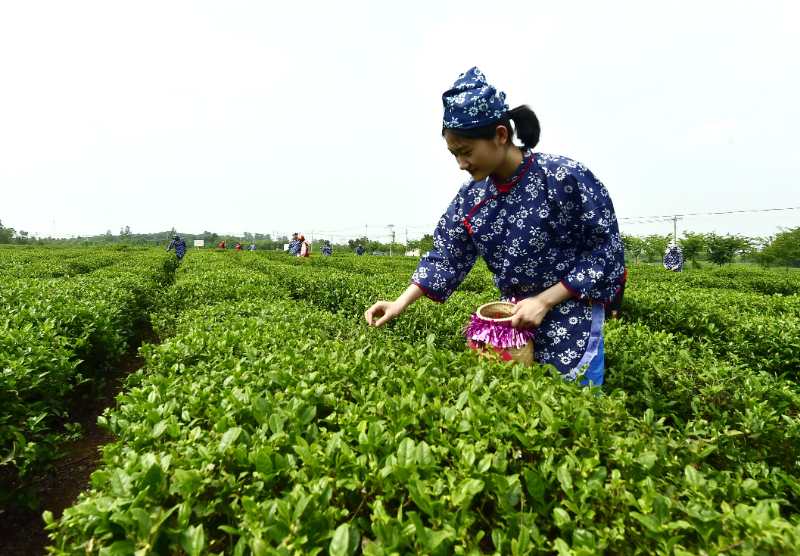 亮了山村路 富了种茶人——国网淮安供电公司 "四步走"扶贫雨山茶场