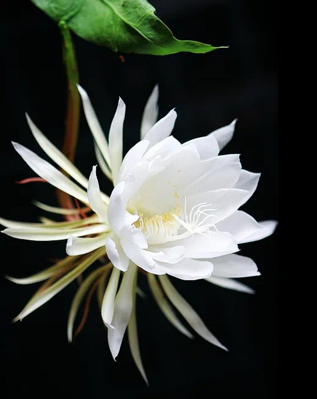 昙花是晚上开花的美丽植物,对土壤,光照,浇水,施肥和温度有特定要求.