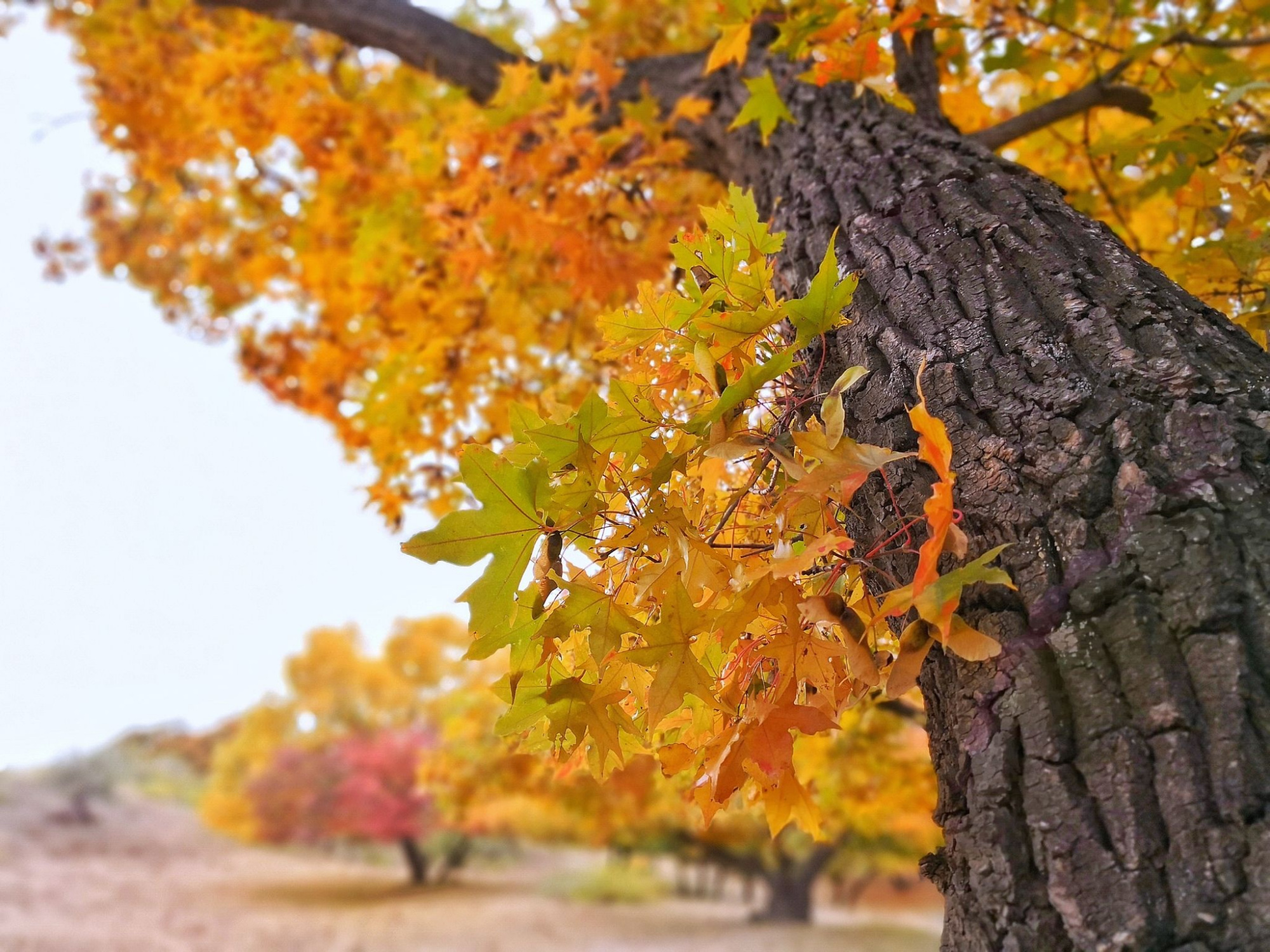 元宝枫茶,发挥茶叶的"魅力"