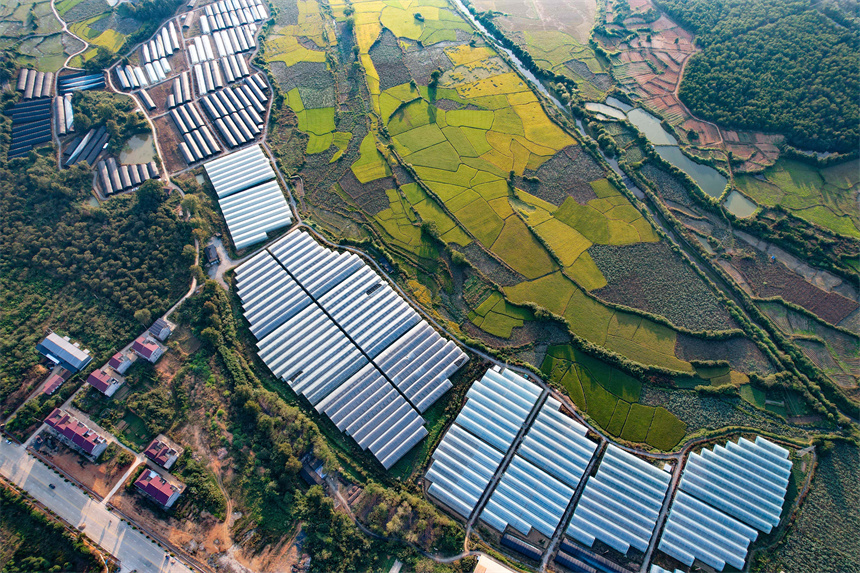 江西广昌:秋日沃野美如画