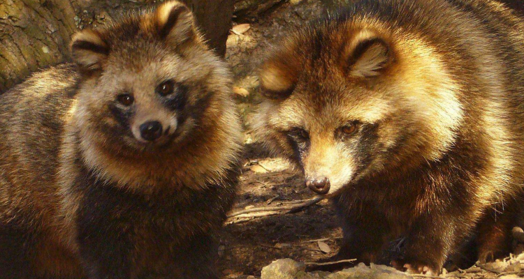 貉子毛是什么动物的毛