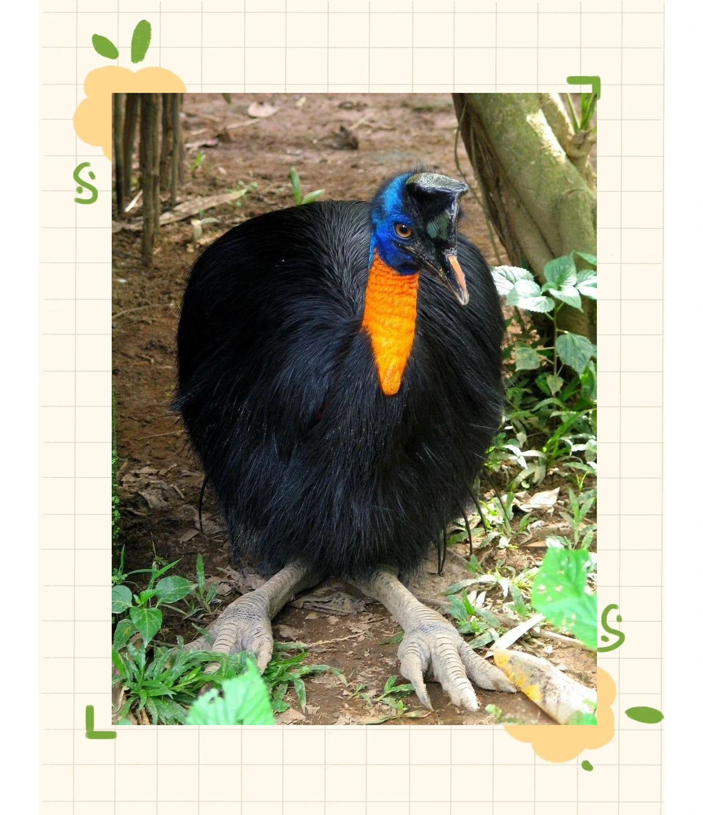 鹤鸵:多种大型地栖鸟类的统称