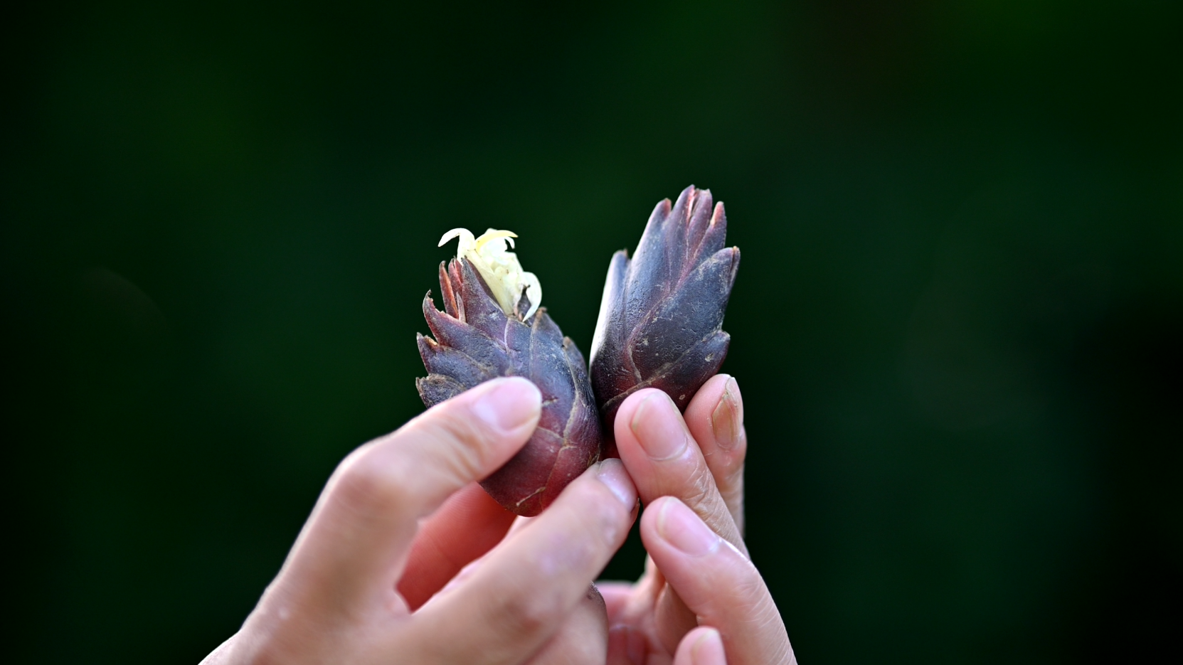 山野蔬菜阳荷,生命顽强味道生猛浓郁,却是清贫岁月的家常菜