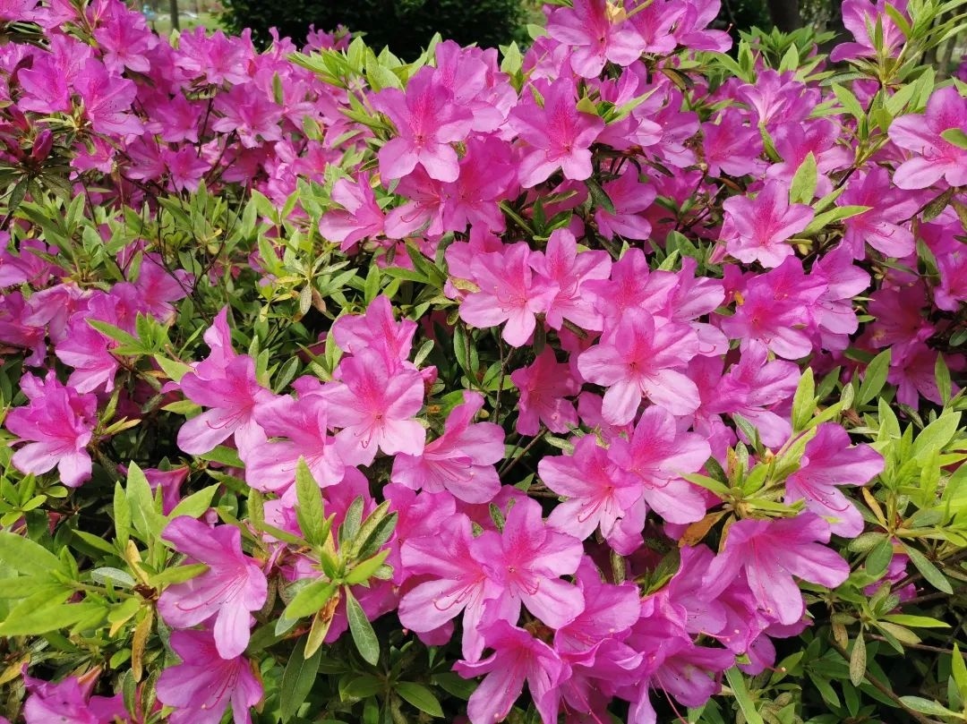 "花中西施"杜鹃花盛放!来金山这些地方欣赏"姹紫嫣红"