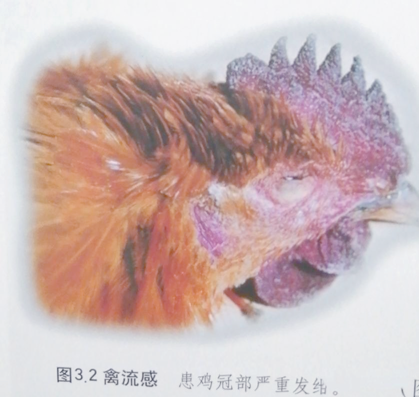 禽流感的病因,特征及典型症状解析