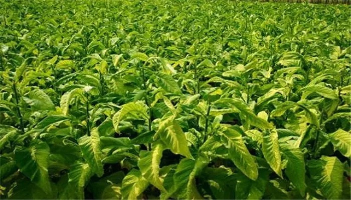 烟草是什么植物