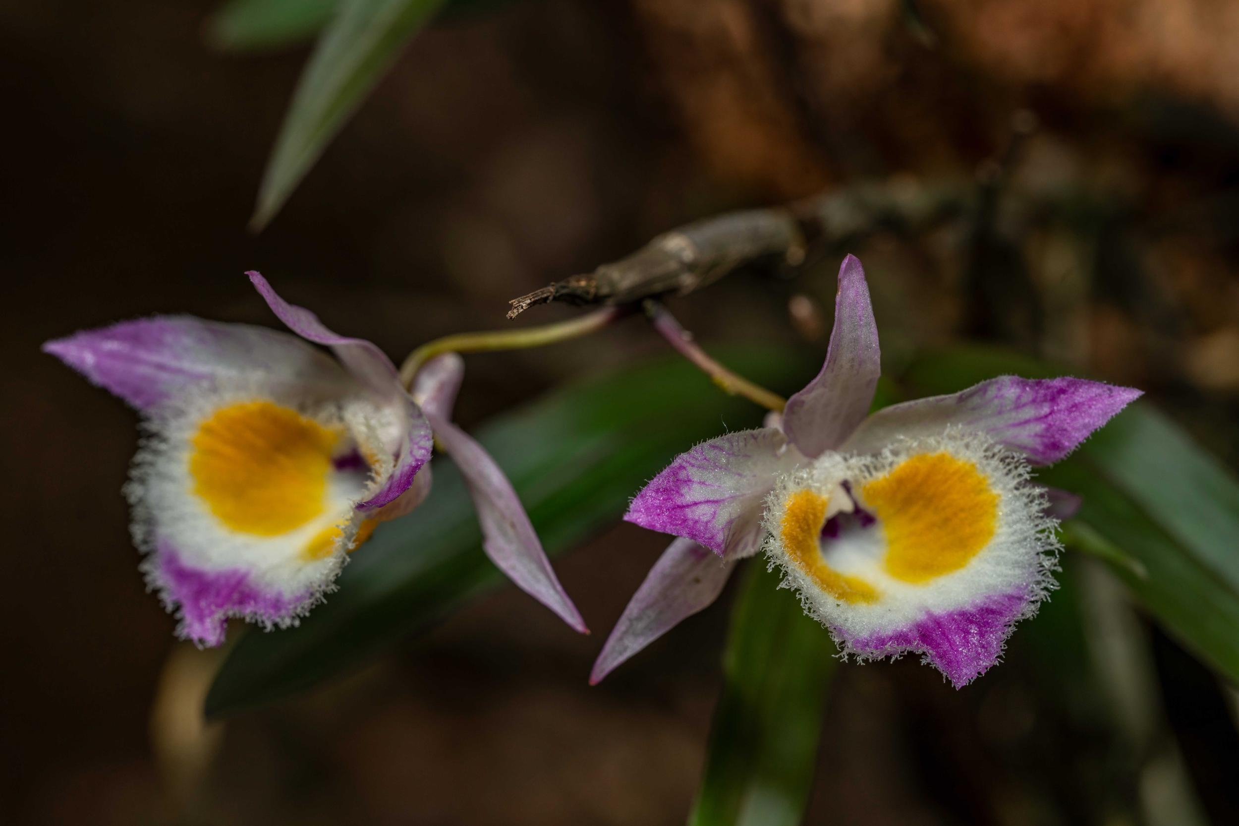科普云南|仙草奇缘·齿瓣石斛:紫皮兰花 药食两用