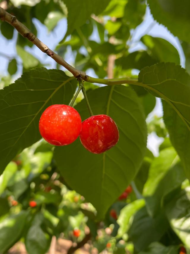 "绿葱葱,几颗樱桃叶底红":五月的樱桃园真的很美!