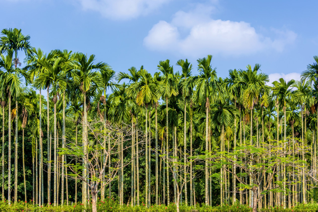 珍爱生命,远离槟榔