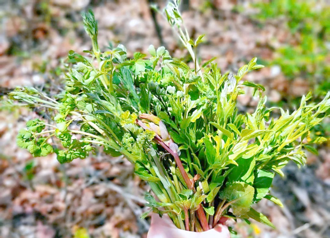 本溪春天山野菜全攻略:尝鲜与健康兼备