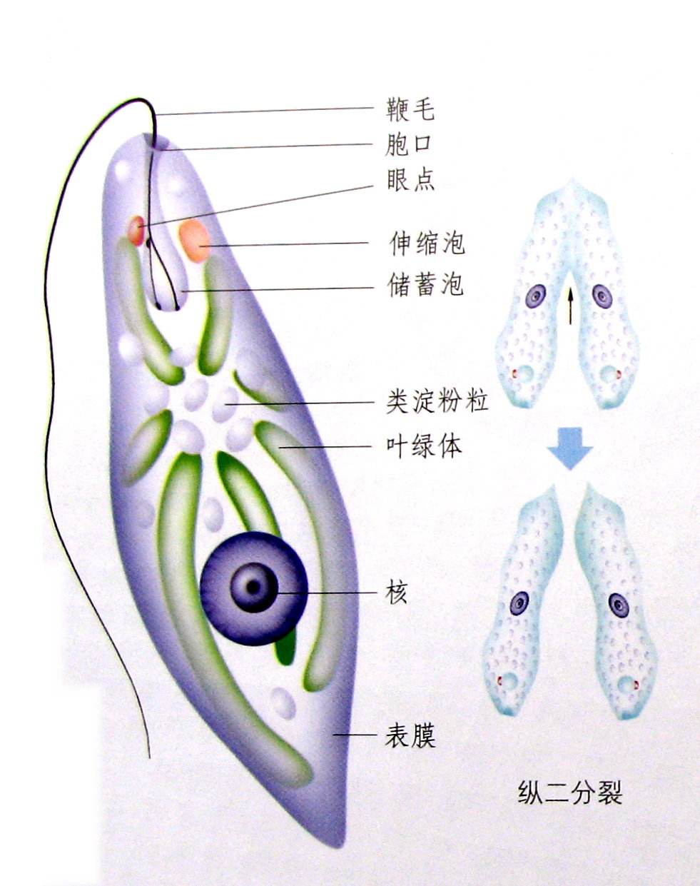 眼虫细胞结构图片