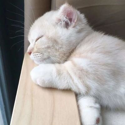 动物头像|个性时尚萌宠猫咪女生头像最新 可爱小猫很好看很精致宠物