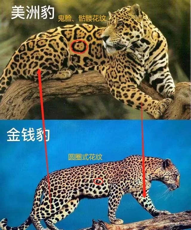 花豹和猎豹的区别图片