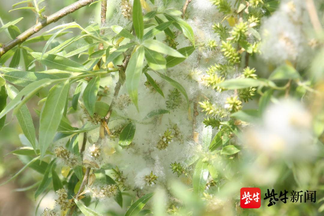 南京又到柳絮飘扬时,纷纷飞舞疑似雪