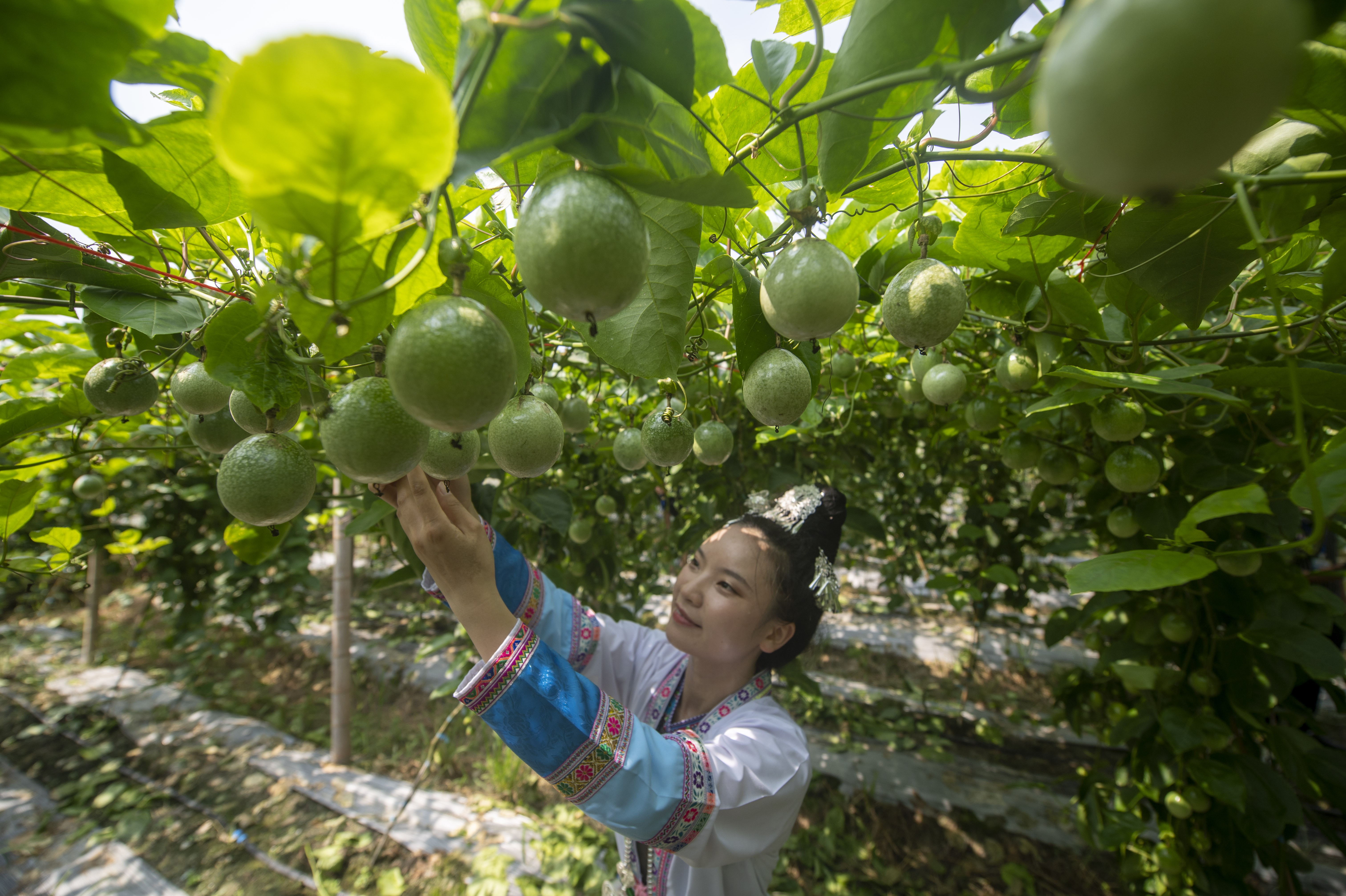 贵州从江:百香果采摘销售忙