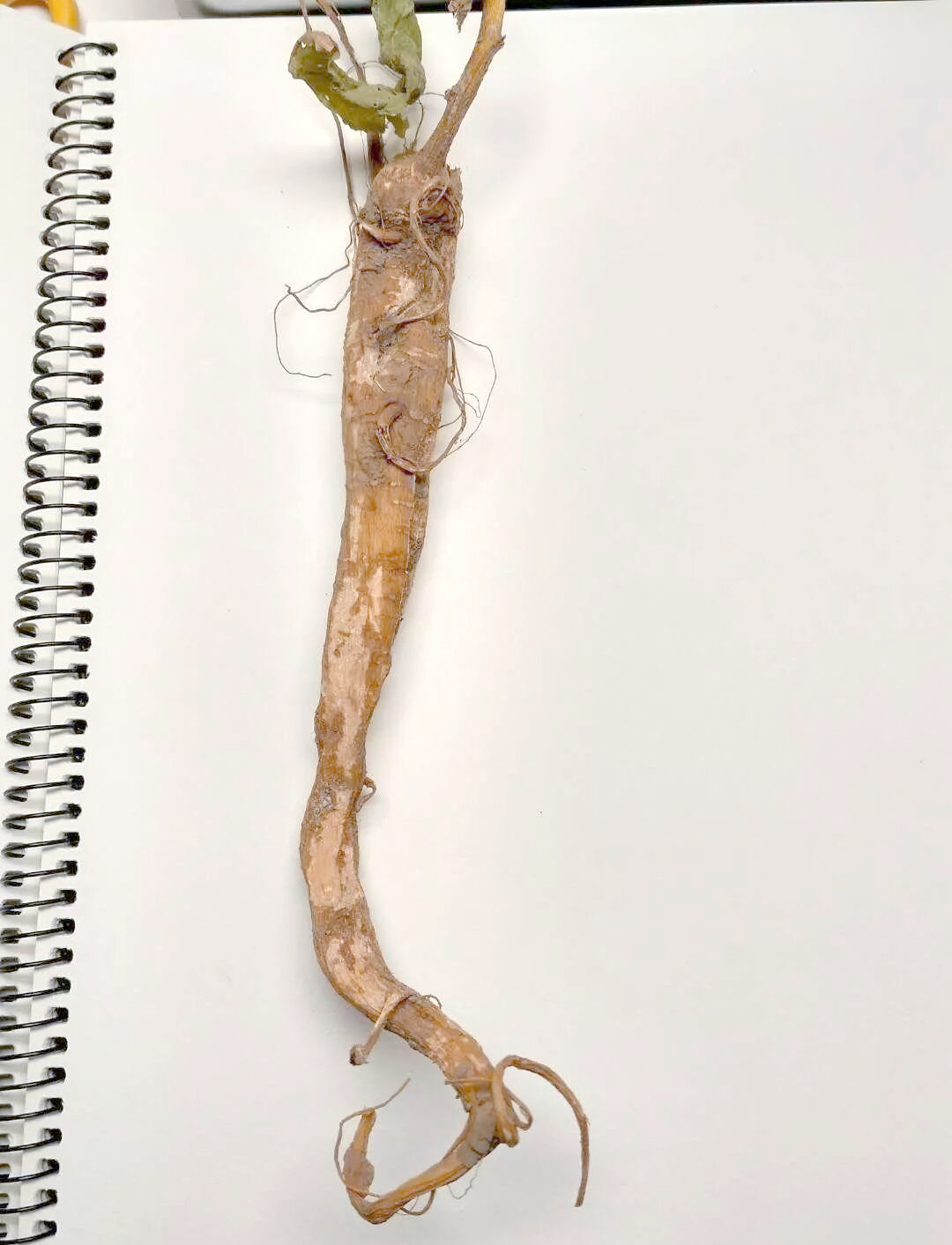 垂序商陆:从"土人参"的误解到毒物真相