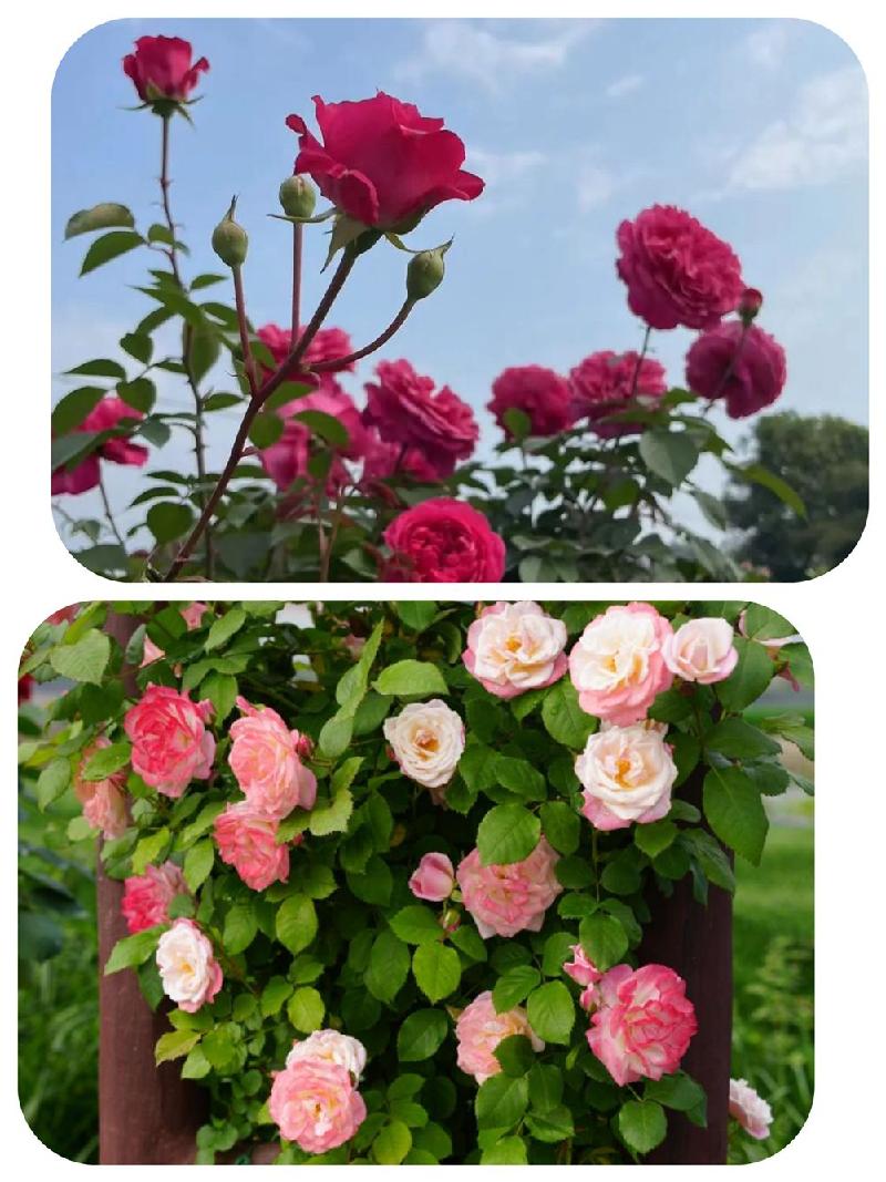 「乐山」新农民伍志坚:百亩玫瑰园绽放 观光农业"红"似火