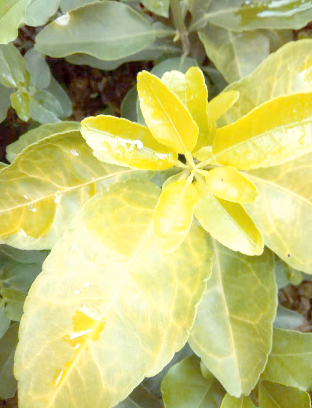 石硫合剂清园效果与缺点分析