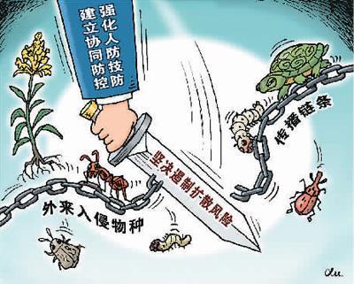 向外来物种入侵说"不":目前,中国已发现660多种外来入侵物种,威胁本地