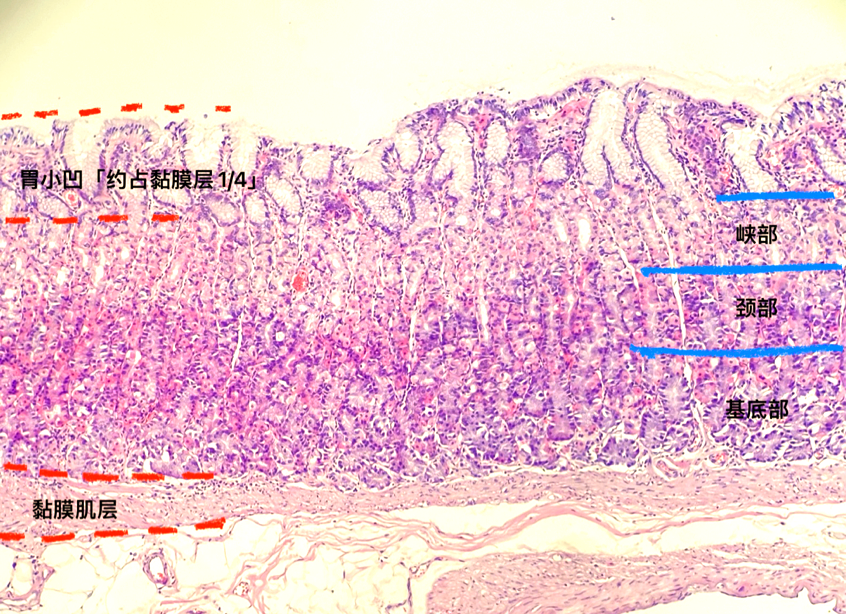 胃壁正常组织学病理基础详解